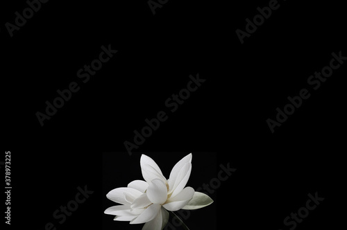 fallen White Flower Isolated on Black Background © SREEDAS