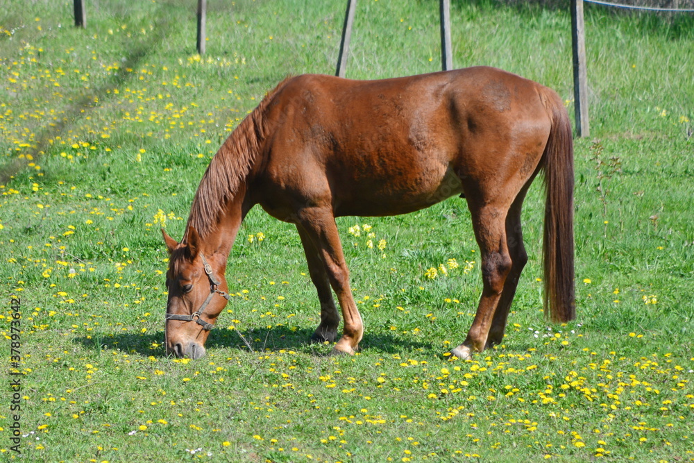 Fototapeta premium Tiere, #3737