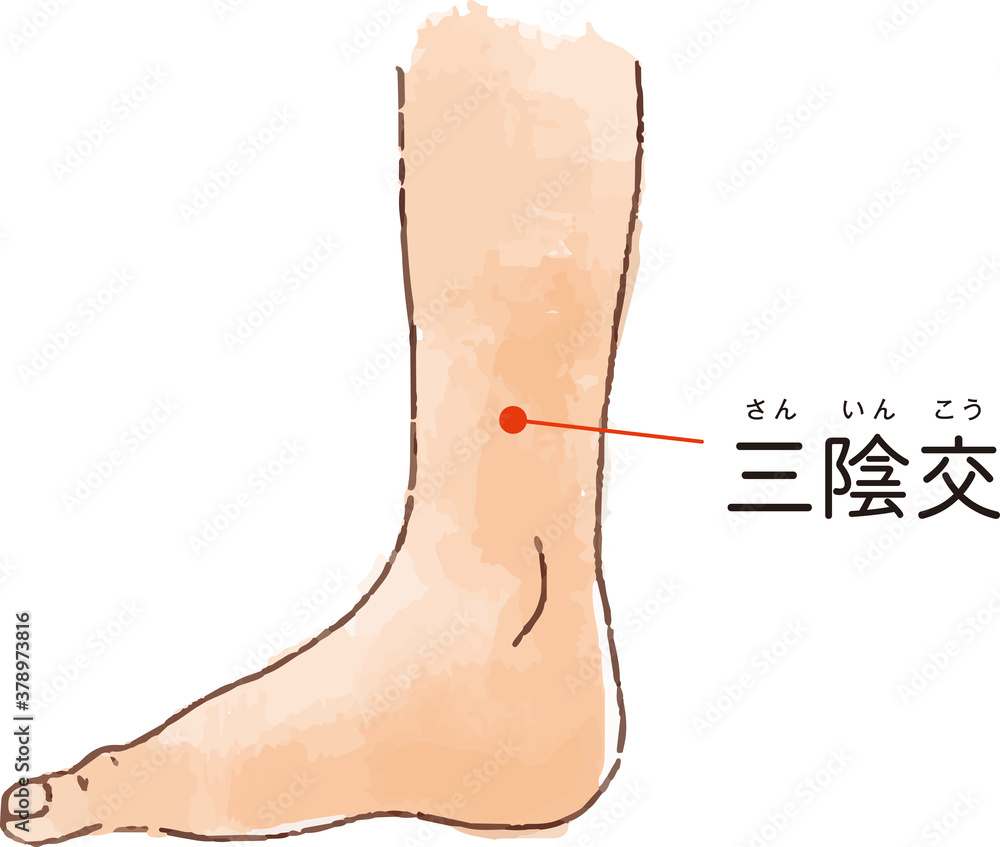 ツボ 経穴 三陰交 の手描き風イラスト Stock Vector Adobe Stock