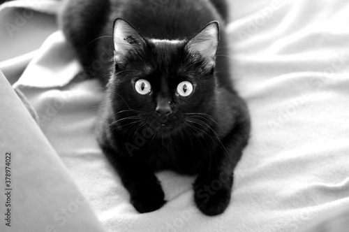 Принти на полотні Ryuk, mon chat