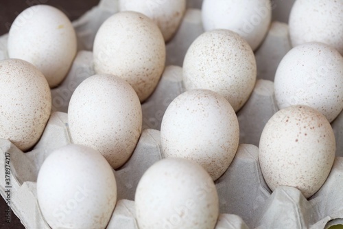 Close up of turkey eggs in egg crate. MAcro shot