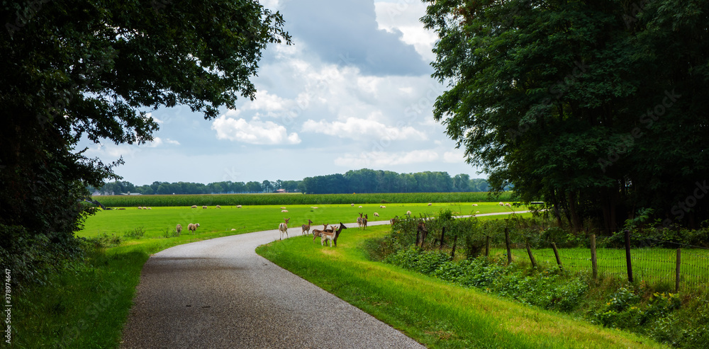 Scenery with European roe deer (Capreolus capreolus)
Scenery with European roe deer (Capreolus capreolus)