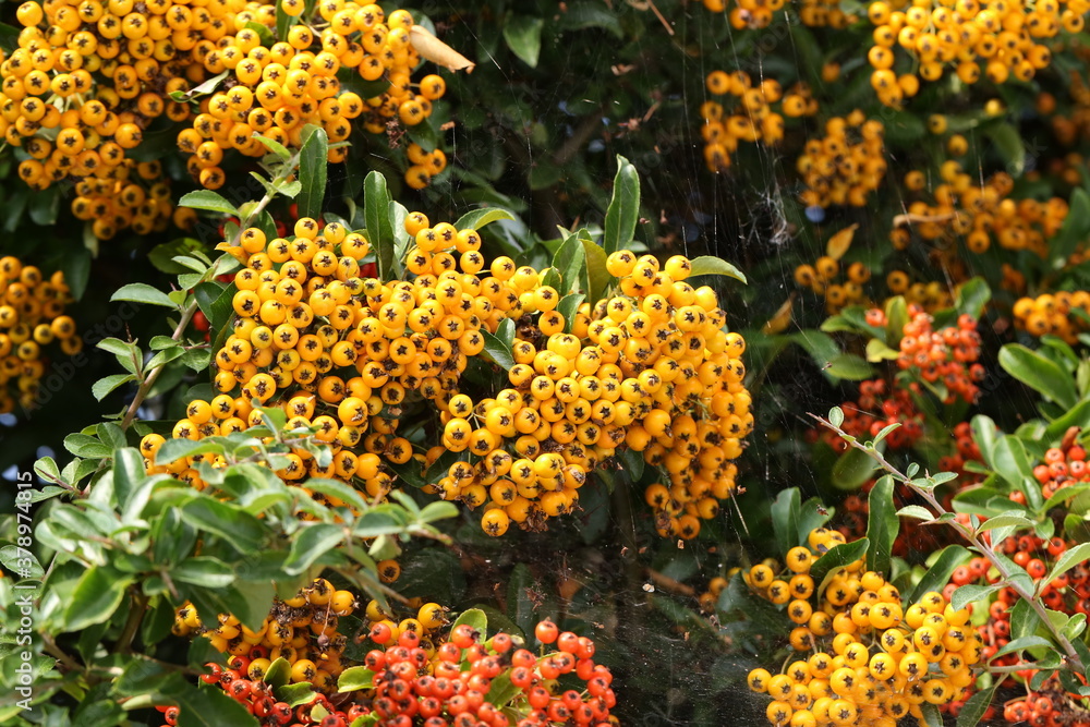 Pyracantha branches with bright orange ripe berries. Pyracantha branches with bright orange ripe berries.