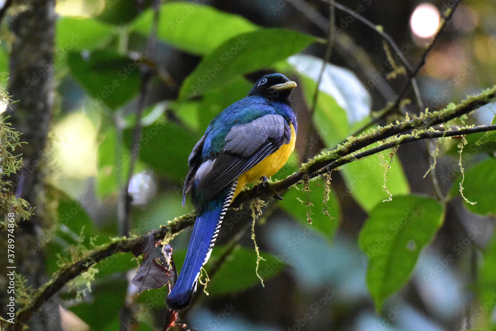 Gartered trogon near Sirena Ranger Station in Corcovado National Park, Costa Rica