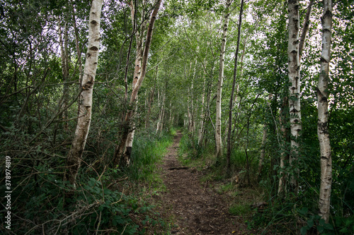 trees in the woods