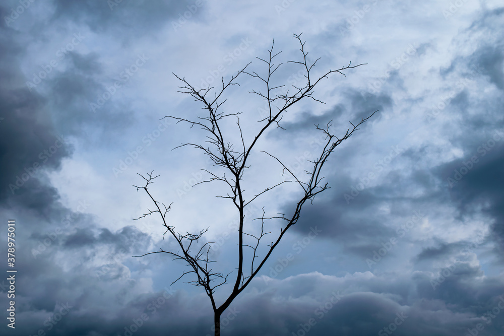 A tree and the rainy season