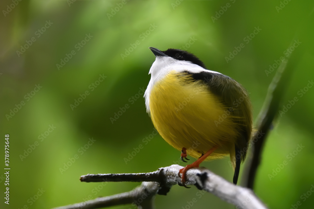 Naklejka premium White-collared manakin perched on branch