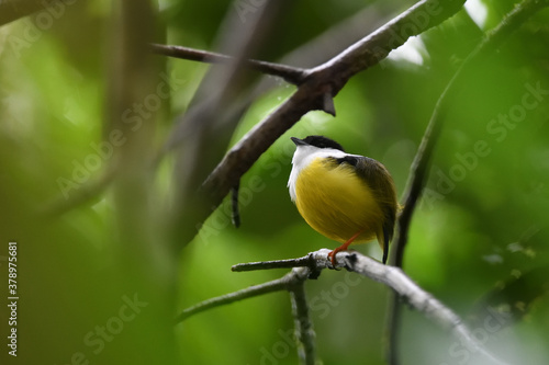 Bild auf Leinwand White-collared manakin perched on branch
