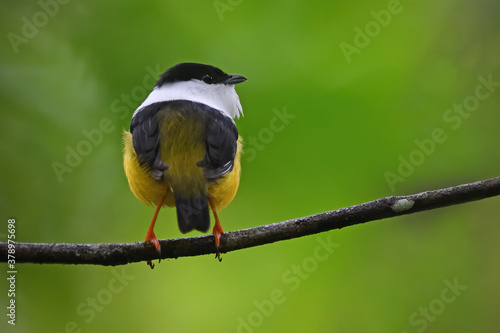 Slika na platnu White-collared manakin perched on branch