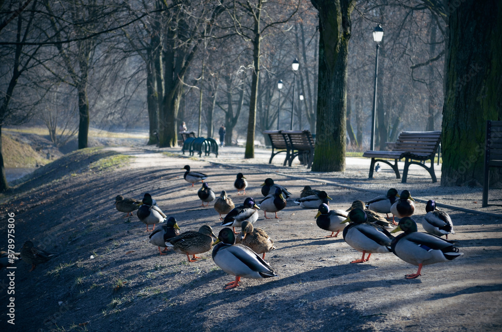 Fototapeta premium Beautiful ducks bask in the spring sun while sitting in the park by the river