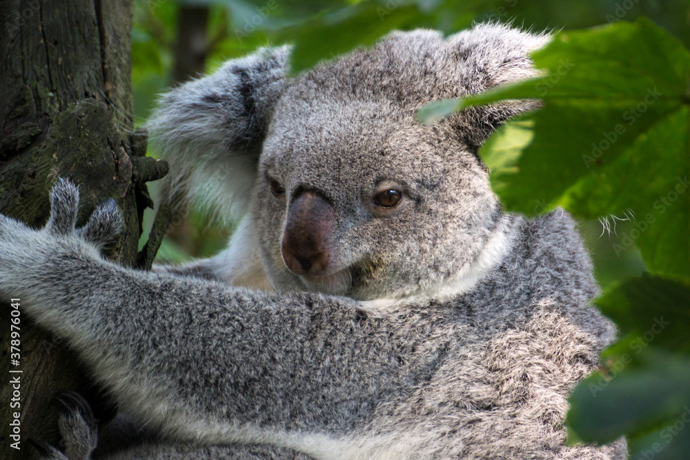 Naklejka premium Tierportraits