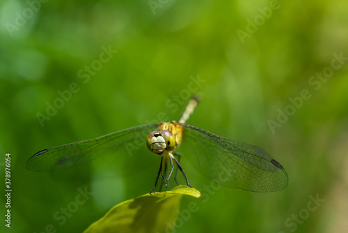 Close up dragonfly on leaf. 
