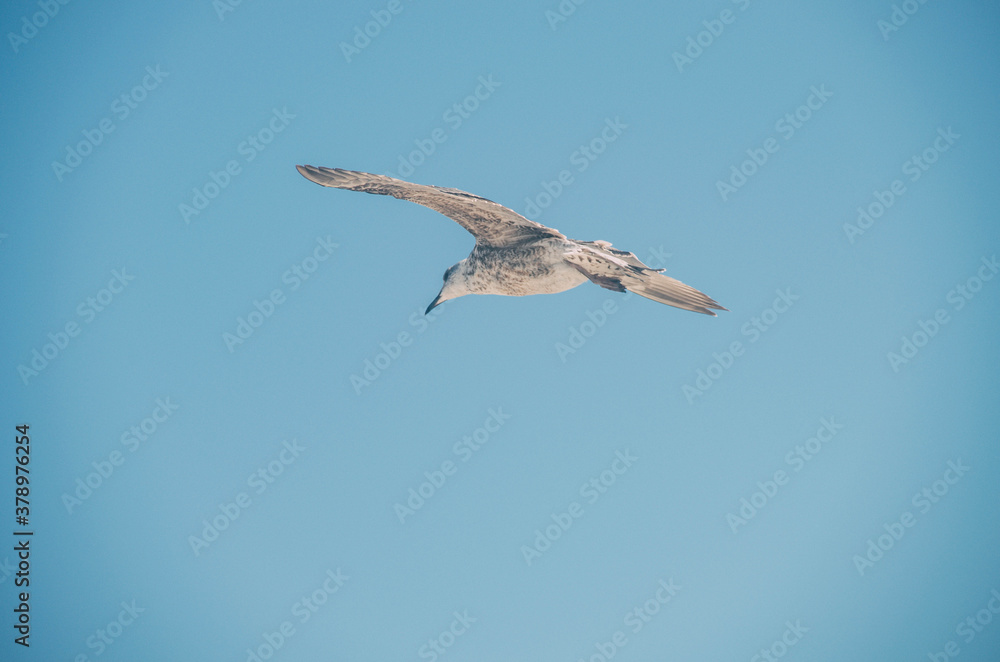 Big Bird Flying and Planning through Blue Sky Big Bird Flying and Planning through Blue Sky