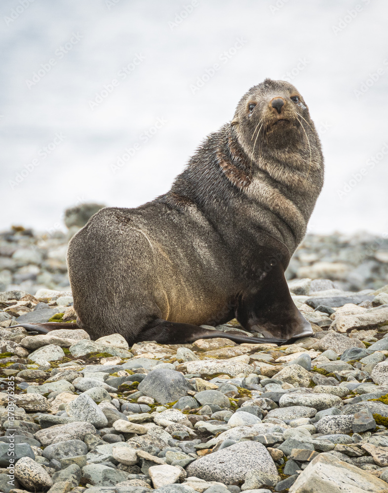 Fototapeta premium Antarctic Fur Seal (Arctocephalus gazella)