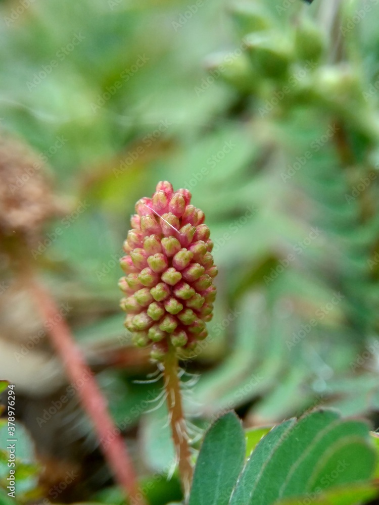 Mimosa pudica, also called sensitive plant, sleepy plant, action plant, touch-me-not, shameplant, zombie plant, bashful mimosa, herbe sensible, sensitive grass, shame bush, shame face and shame lady. Mimosa pudica, also called sensitive plant, sleepy plant, action plant, touch-me-not, shameplant, zombie plant, bashful mimosa, herbe sensible, sensitive grass, shame bush, shame face and shame lady.