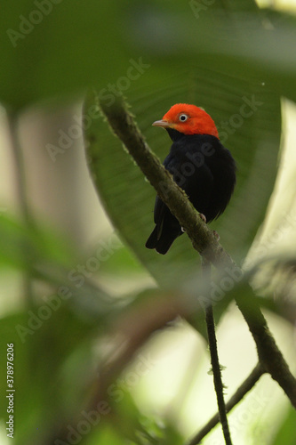фотографія Red-capped manakin perched on branch