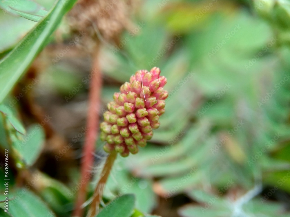 Mimosa pudica, also called sensitive plant, sleepy plant, action plant, touch-me-not, shameplant, zombie plant, bashful mimosa, herbe sensible, sensitive grass, shame bush, shame face and shame lady. Mimosa pudica, also called sensitive plant, sleepy plant, action plant, touch-me-not, shameplant, zombie plant, bashful mimosa, herbe sensible, sensitive grass, shame bush, shame face and shame lady.