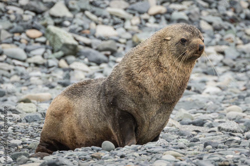 Fototapeta premium Antarctic Fur Seal (Arctocephalus gazella)
