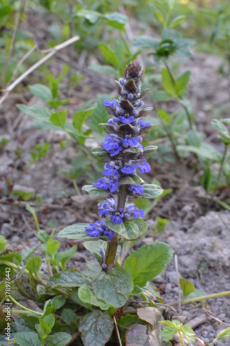 Flora in Ukraine. Blue flowers of bugle or bugleherb (Ajuga reptans). photo