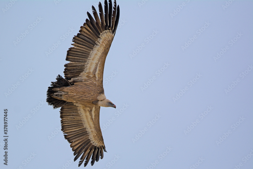Fototapeta premium Griffon Vulture (Gyps fulvus), Crete