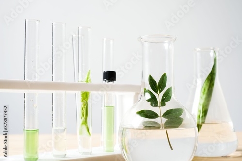 Biology experiment ,plant or herb in glass test tube in laboratory
