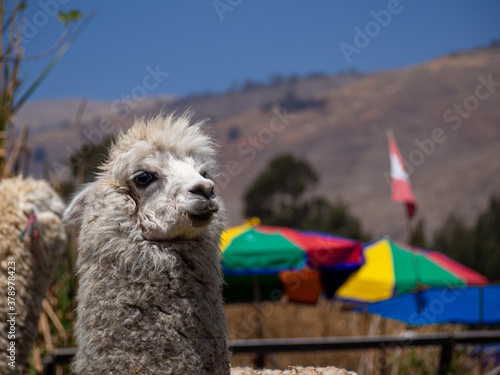 Llama alpaca traditional of Peru and bolivia, in a mountain landscape with a peruvian flag in Huancayo, Peru photo