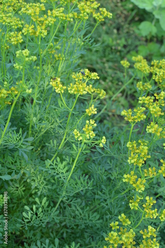 Photos Common rue with flowers, Ruta graveolens, in garden, selected focus