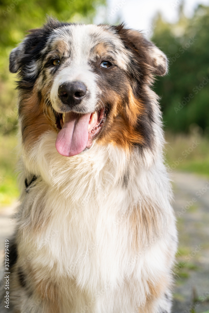 Portrait of an Australian shepherd dog, sitting against the background of a green forest, looking directly into the camera