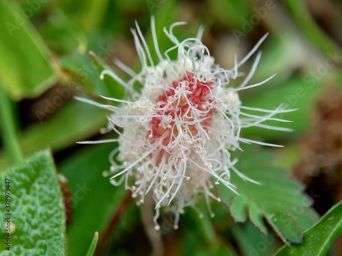 Mimosa pudica, also called sensitive plant, sleepy plant, action plant, touch-me-not, shameplant, zombie plant, bashful mimosa, herbe sensible, sensitive grass, shame bush, shame face and shame lady. photo