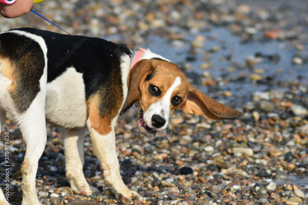 Beagle en la playa 5