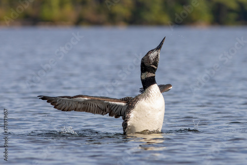 Loon in Lake