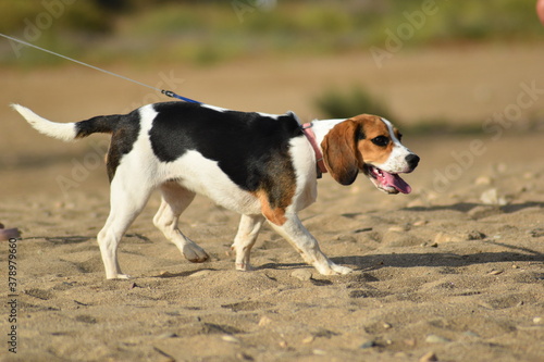 Beagle en la playa 2