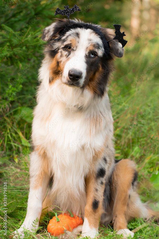 An Australian shepherd dog sits on the background of a green forest, bats on its head, looking thoughtfully straight into the camera