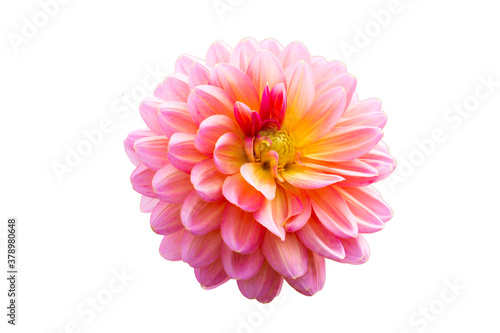 colorful of dahlia and green leaf with sun light,isolated on white background