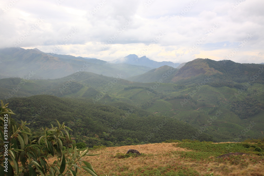 Scenic view of Eravikulam national park and green Tea plantation with misty foggy surrounding in Kerala, India. 