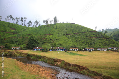 Scenic view of green Tea plantation  with farmer houses in Thekkady, Kerala, India photo