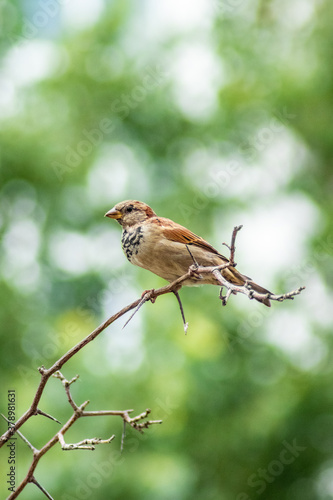 Bird sparrow © Damir
