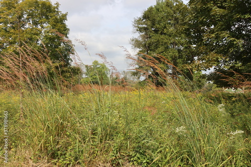 The field in the park.