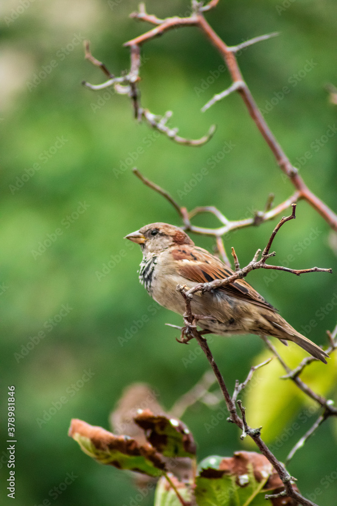 Fototapeta premium Bird sparrow