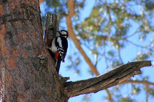 Φωτογραφία Wood pecker