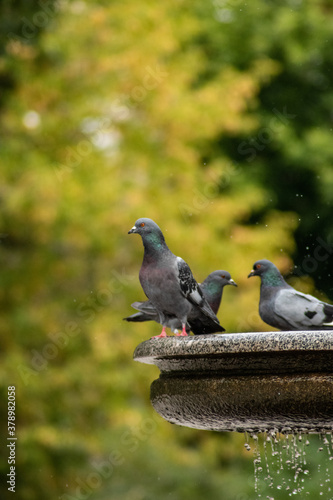 Doves on the fountain