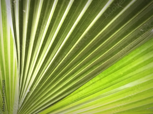 Palm tree leaf background  full frame. 