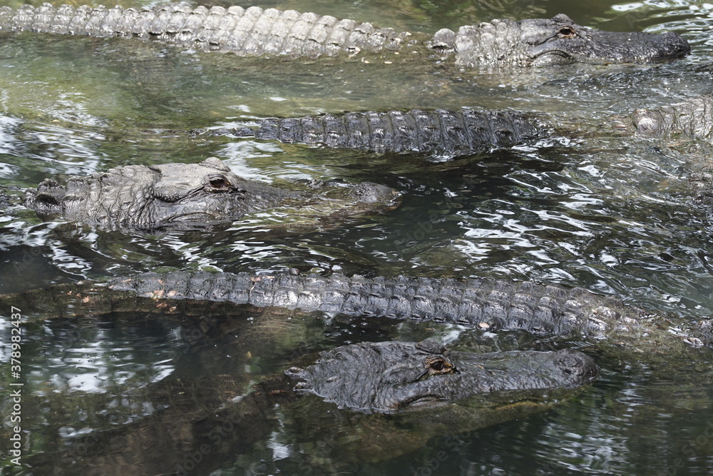 group of American alligators in water group of American alligators in water