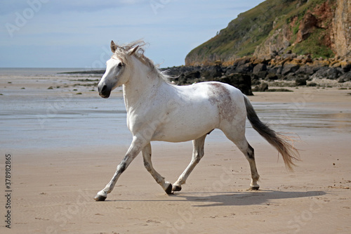 Grey horse free running on beach