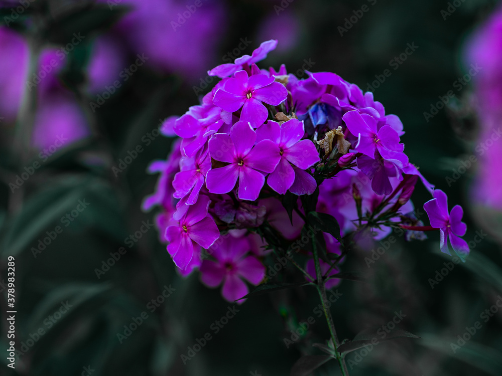 Purple bougainvillea flowers blooming in the garden Purple bougainvillea flowers blooming in the garden