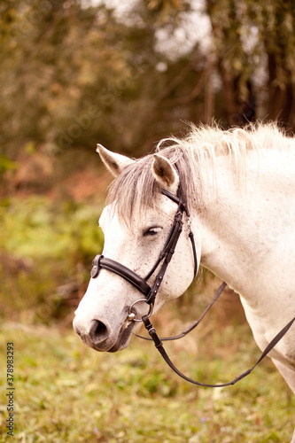 A white horse standing in a nature in a horse farm