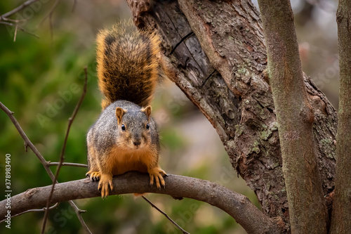 Eastern fox Squirrel (Sciurus niger) in a tree
