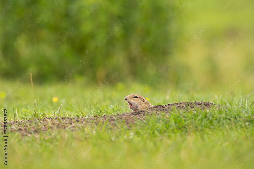 Ground squirrel is alert on the meadow. Small squirrel are out from the burrow. European wildlife nature. The cute squirrel is curious. Ground squirrel is alert on the meadow. Small squirrel are out from the burrow. European wildlife nature. The cute squirrel is curious.