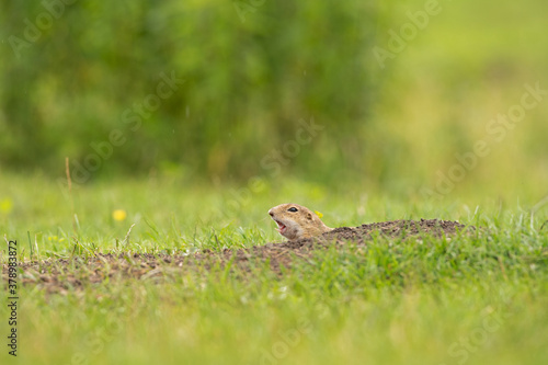 Ground squirrel is alert on the meadow. Small squirrel are out from the burrow. European wildlife nature. The cute squirrel is curious. © prochym