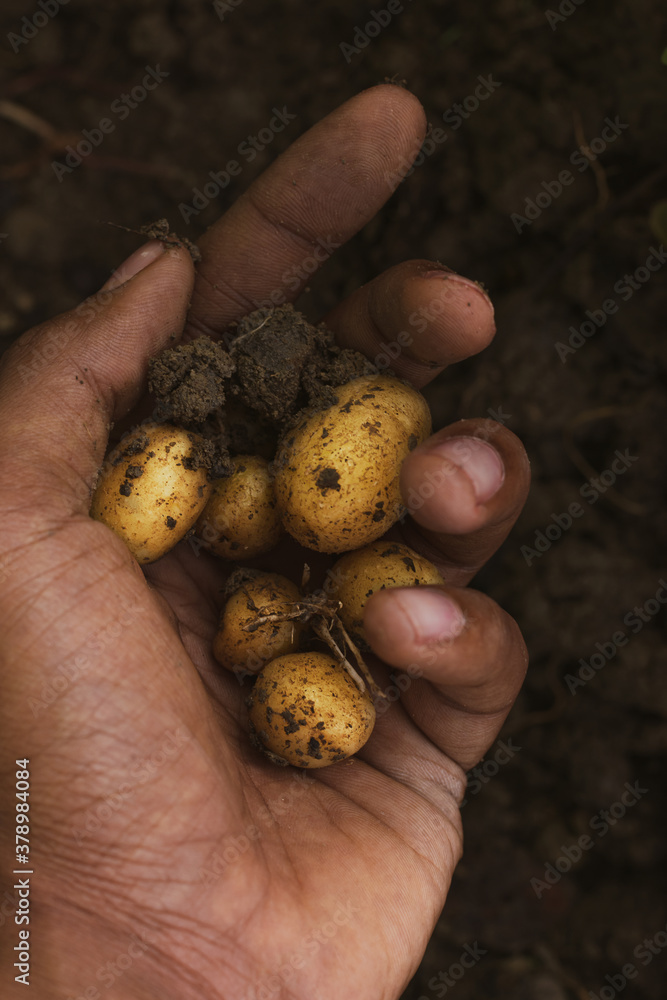 Potatoes on Man Hand.